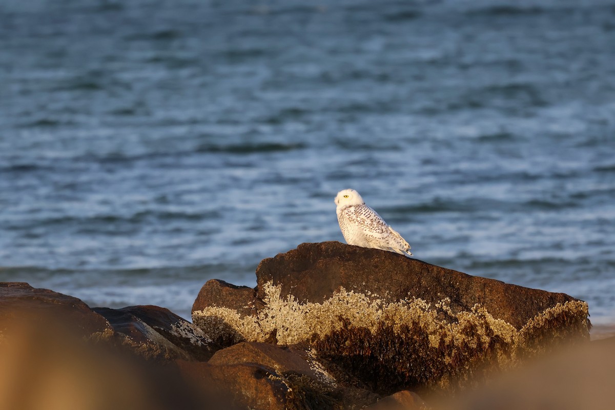 Snowy Owl - ML647384531
