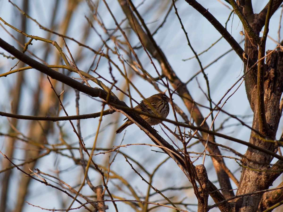 Yeşil Sırtlı İncirkuşu - ML647384532