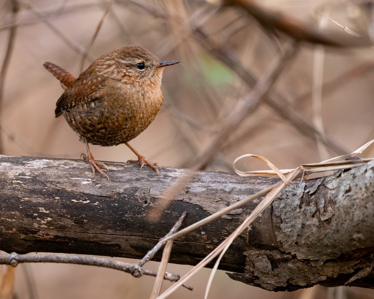 フユミソサザイ - ML647384535