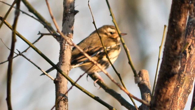 Щеврик оливковий - ML647384539