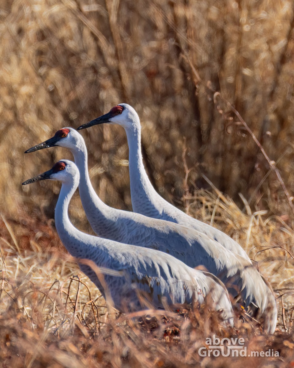 Sandhill Crane - ML647384547