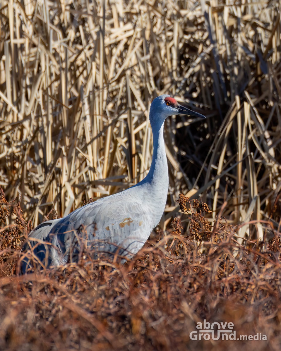 Sandhill Crane - ML647384548