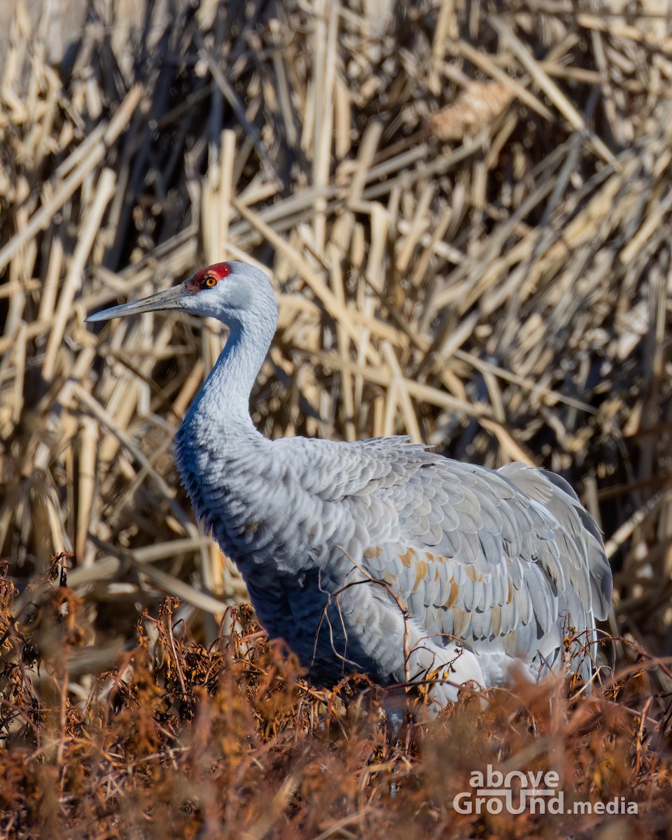 Sandhill Crane - ML647384549