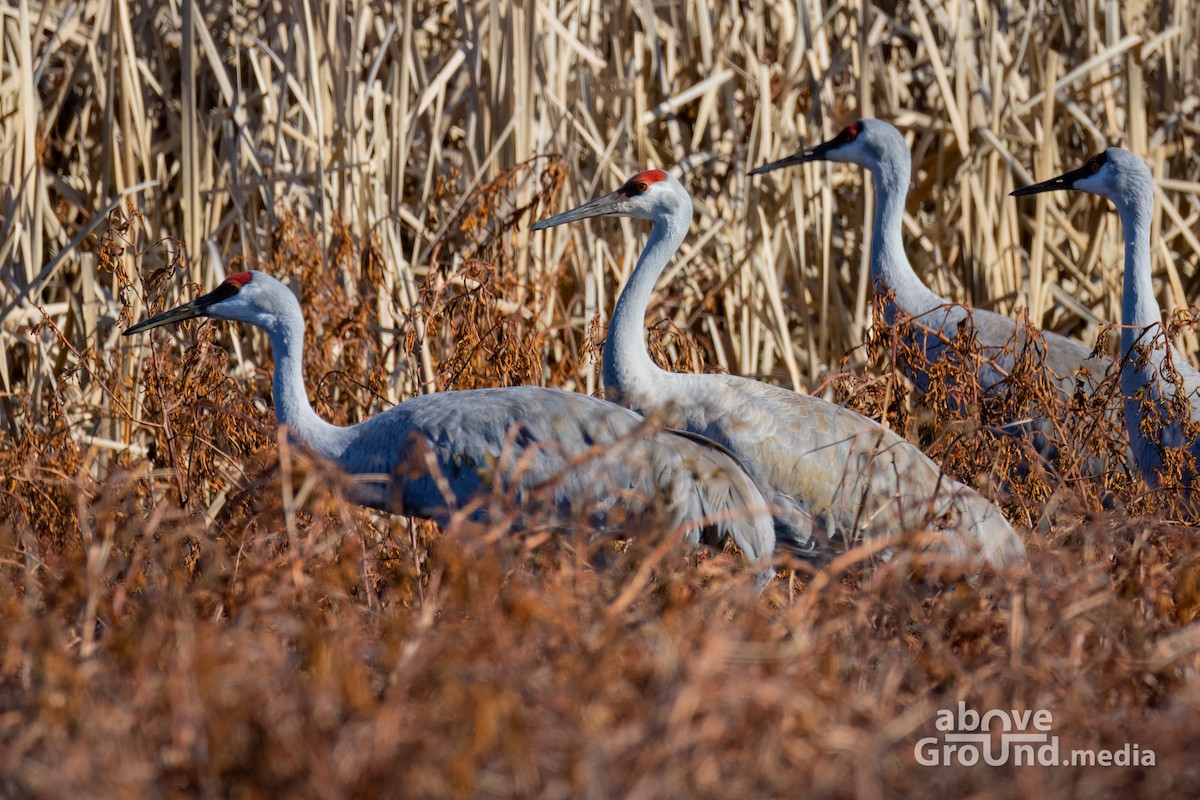 Sandhill Crane - ML647384553