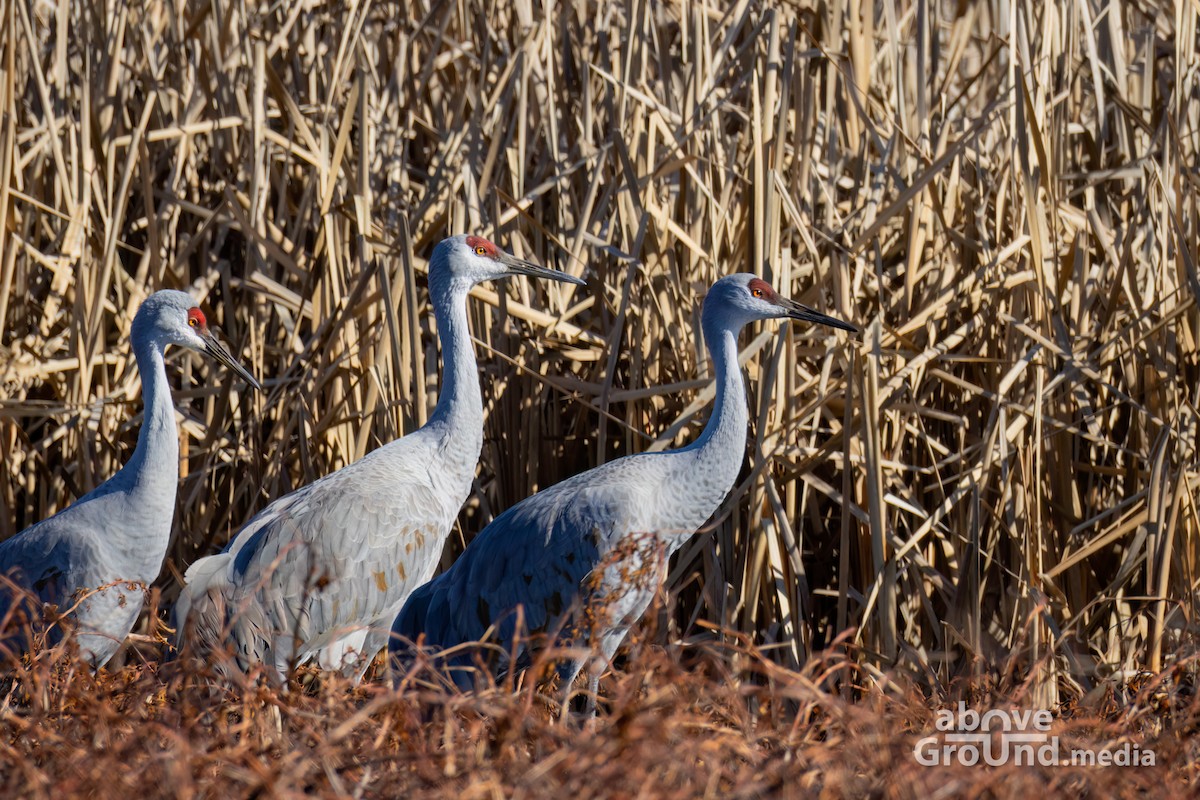 Sandhill Crane - ML647384554