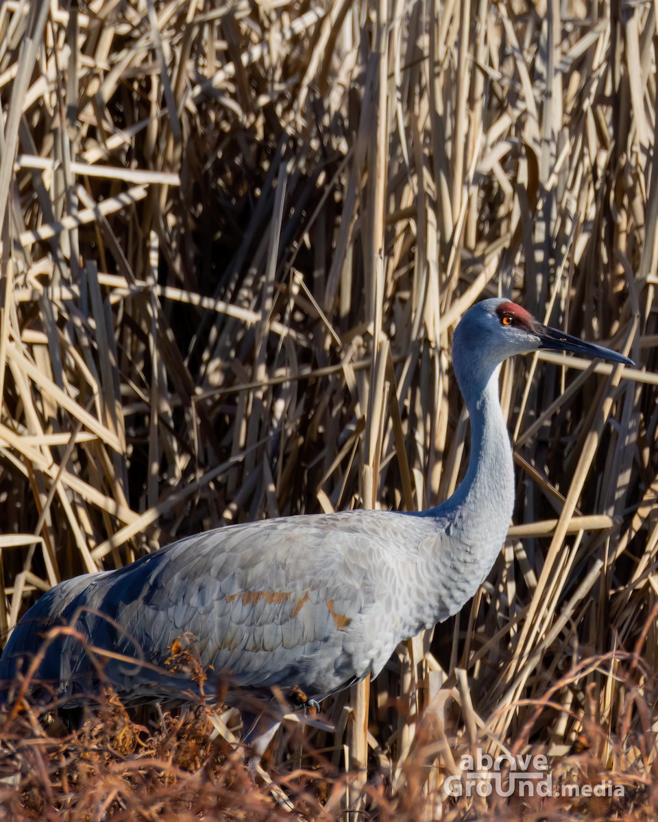 Sandhill Crane - ML647384555