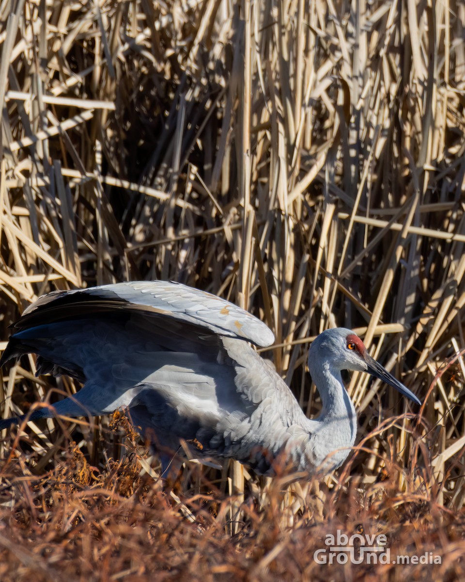 Sandhill Crane - ML647384556