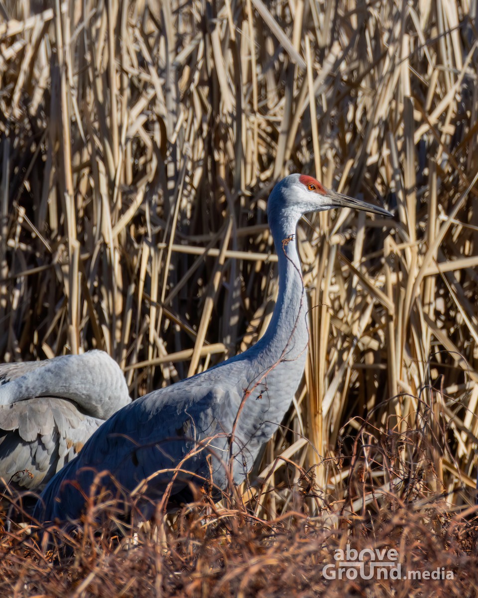 Sandhill Crane - ML647384557