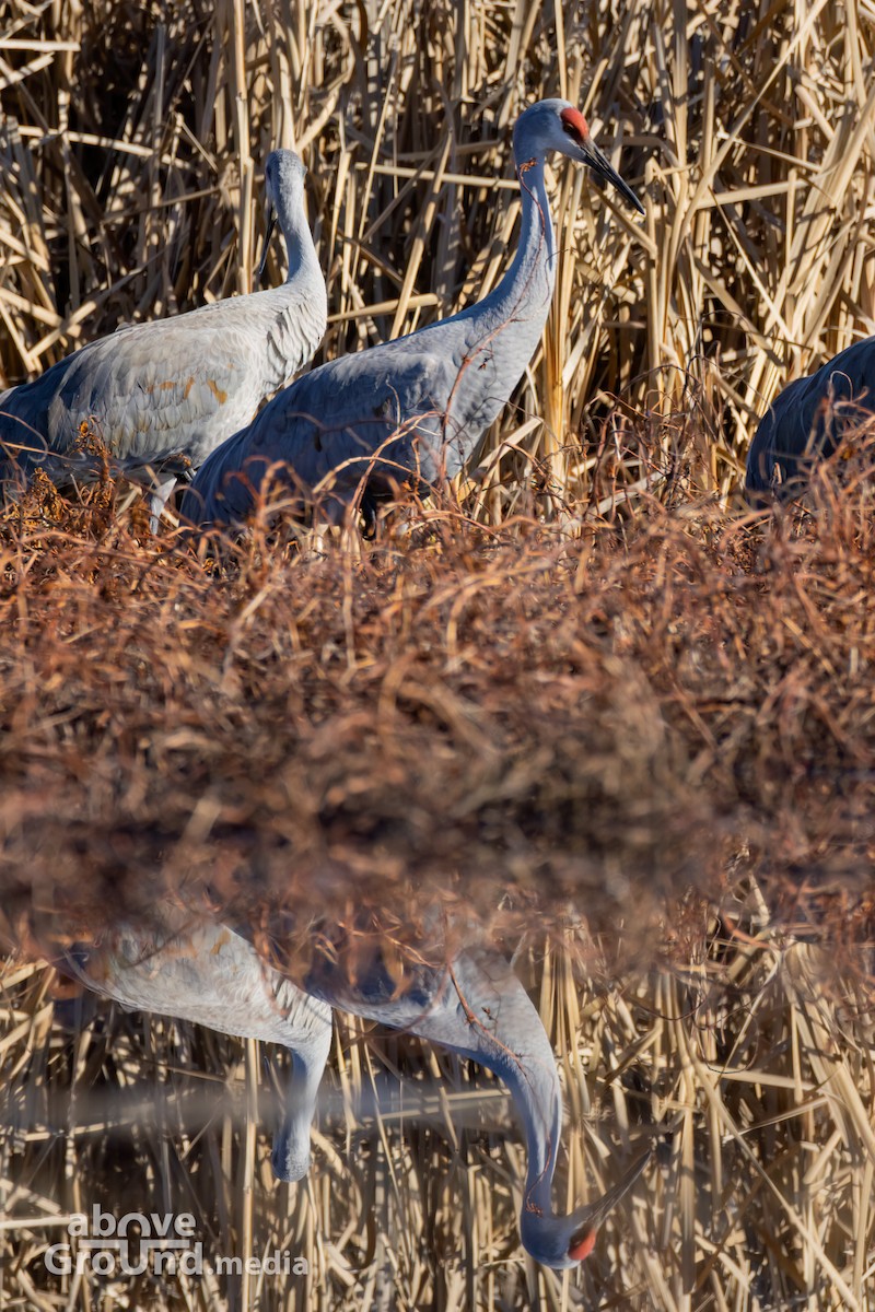 Sandhill Crane - ML647384558