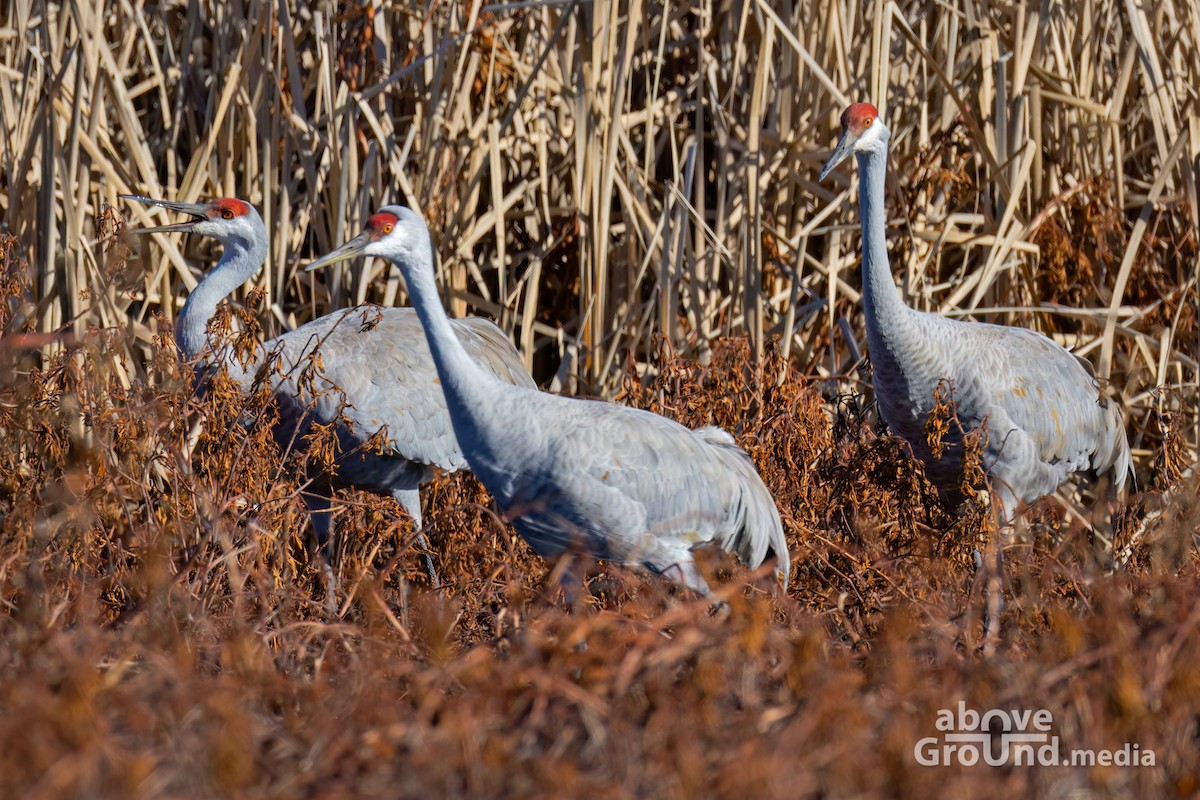 Sandhill Crane - ML647384560
