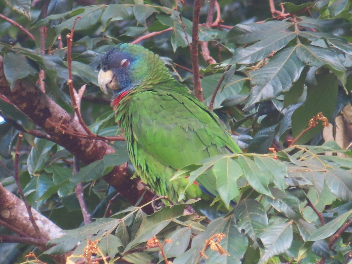 Amazone de Bouquet - ML647384561