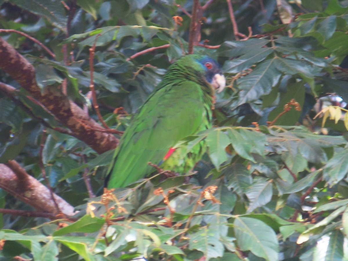 Amazone de Bouquet - ML647384562