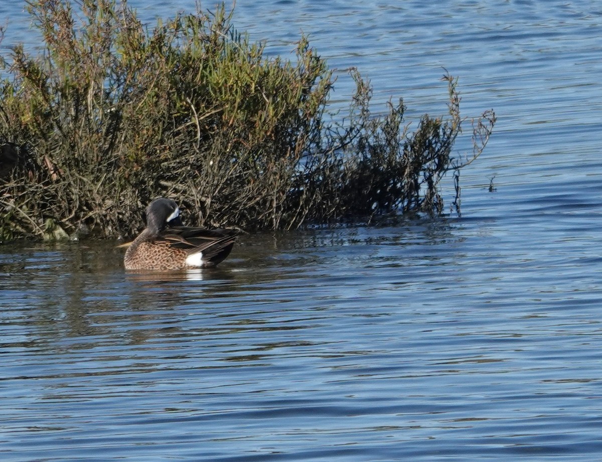 Чирянка блакитнокрила - ML647384564