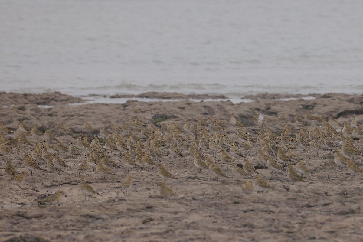 Сивка звичайна - ML647384568