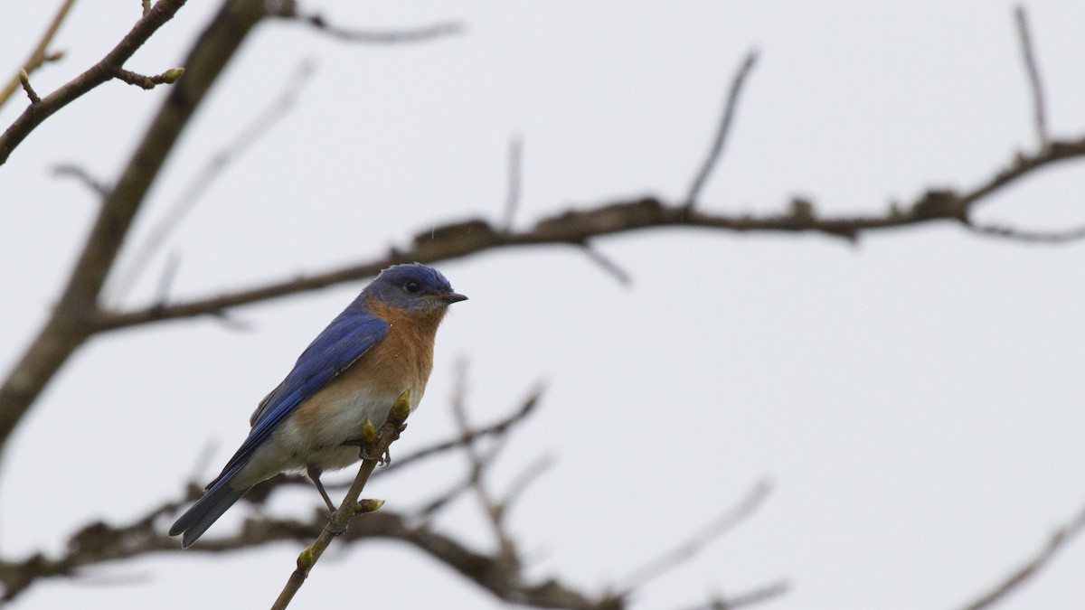 Eastern Bluebird (Eastern) - ML647384569