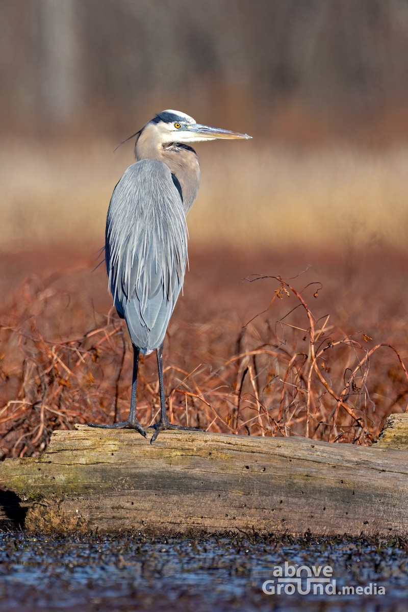 Great Blue Heron - ML647384570