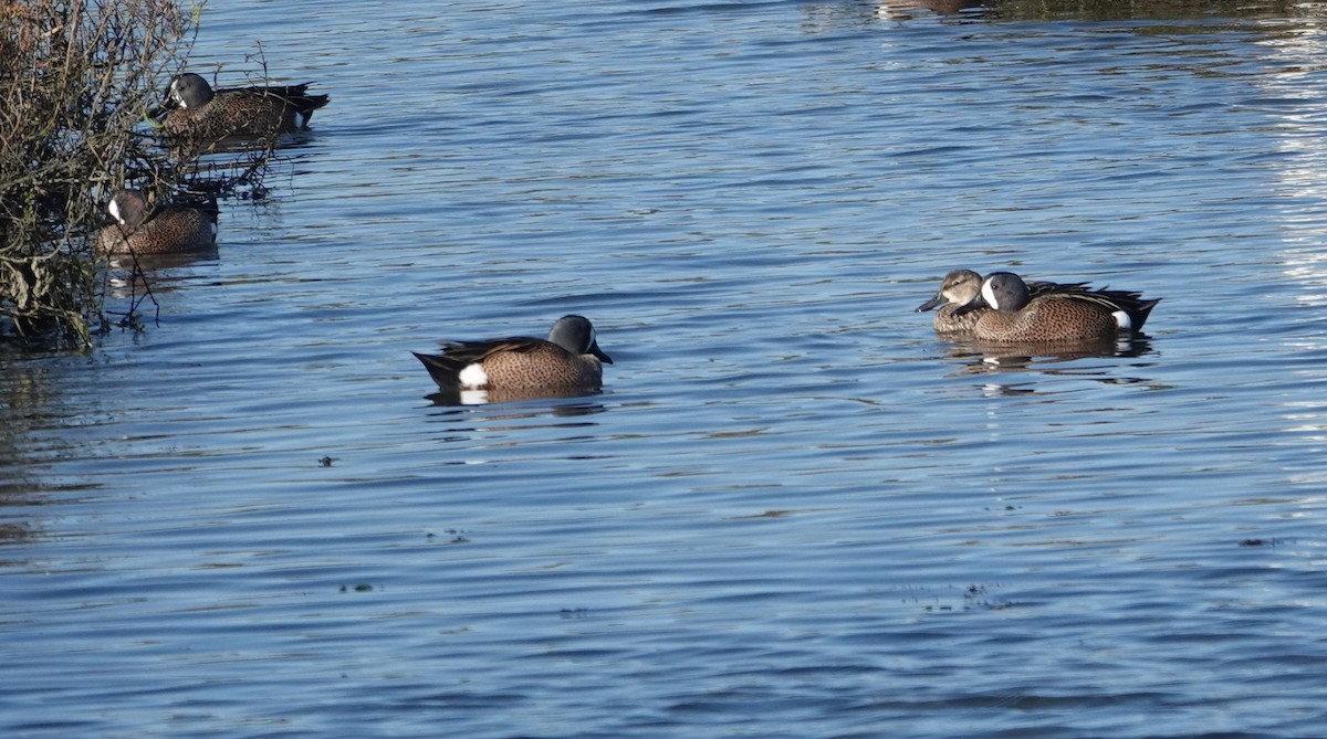 Чирянка блакитнокрила - ML647384571