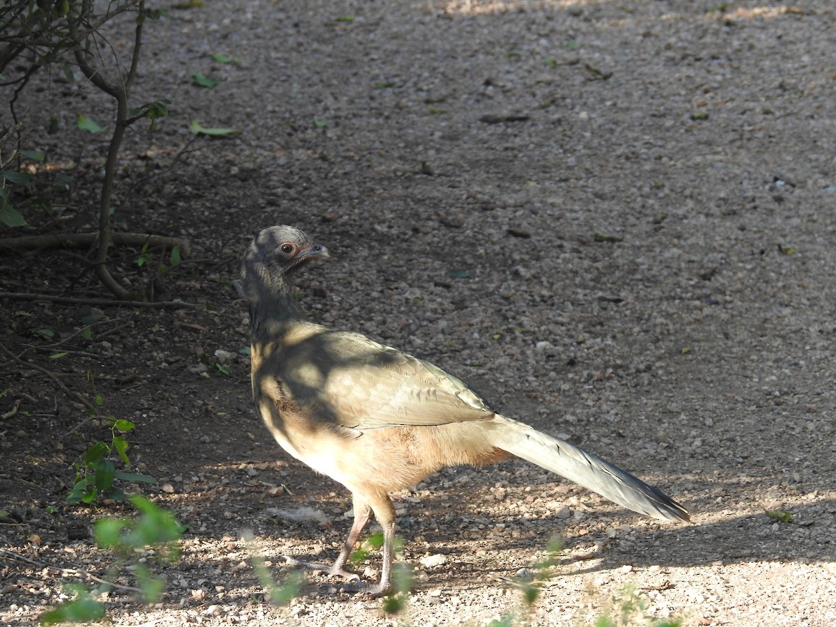 Plain Chachalaca - ML647384582