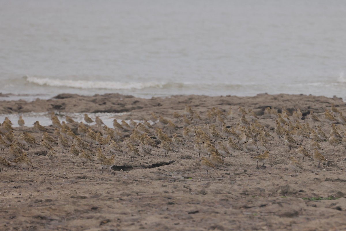 Сивка звичайна - ML647384584