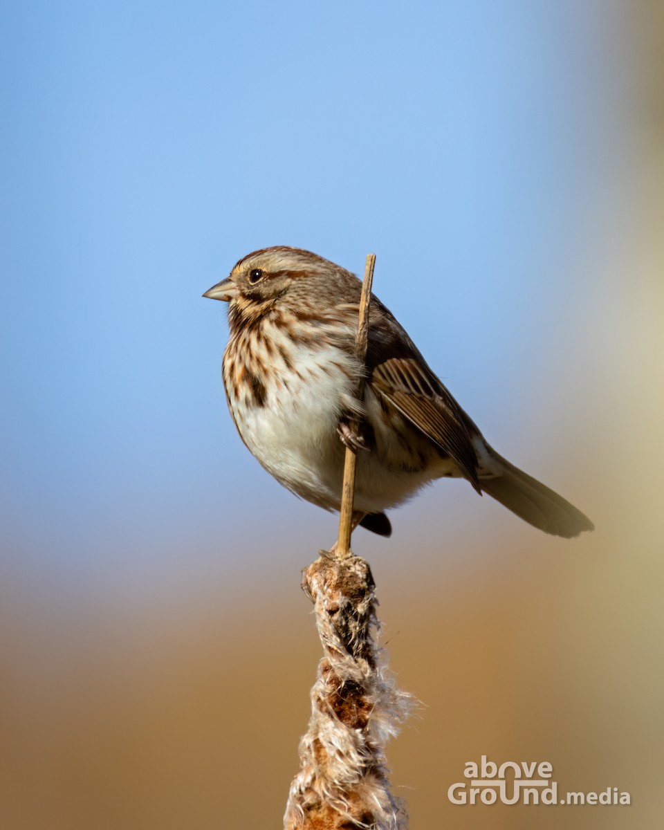 Song Sparrow - ML647384592
