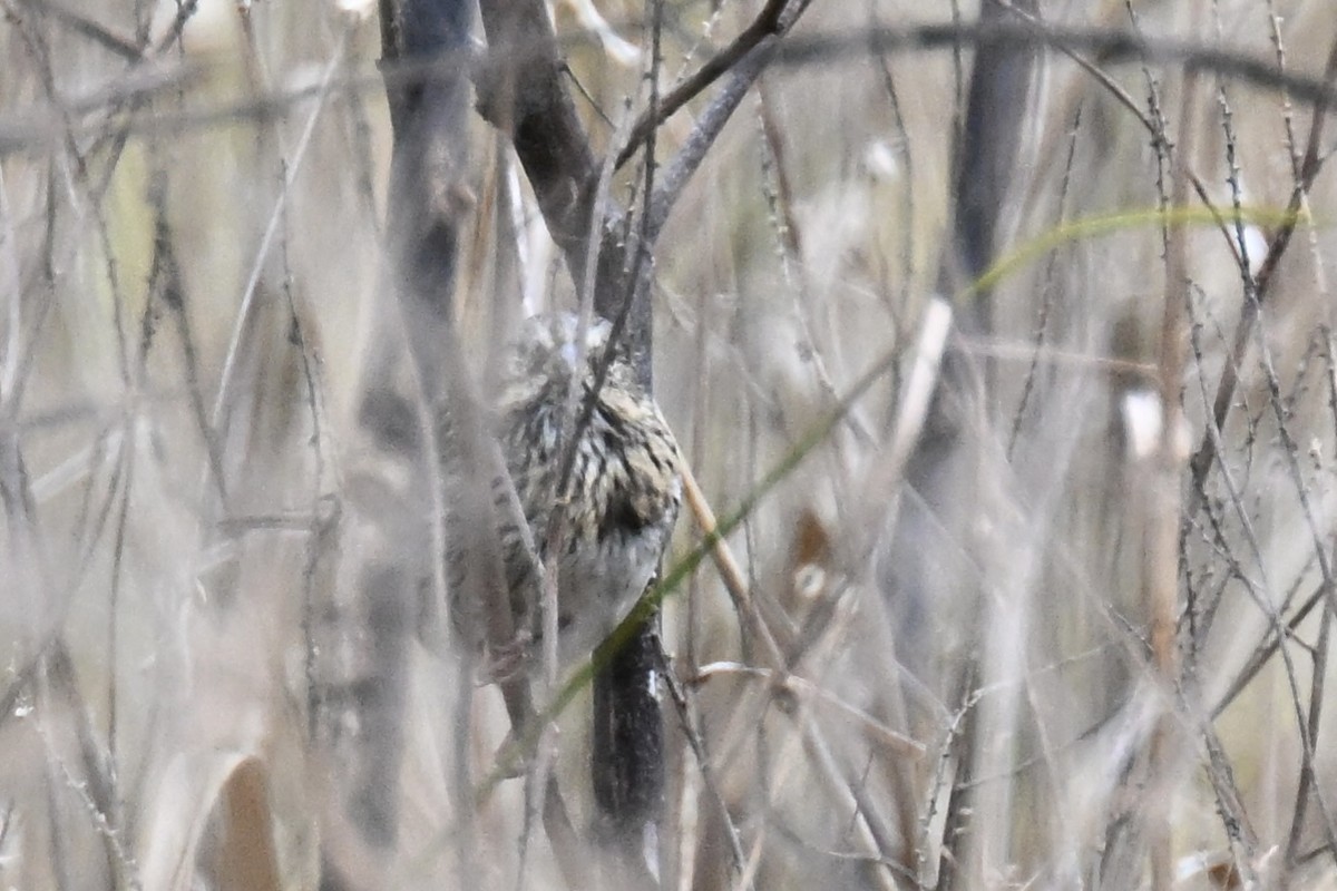 Lincoln's Sparrow - ML647384600