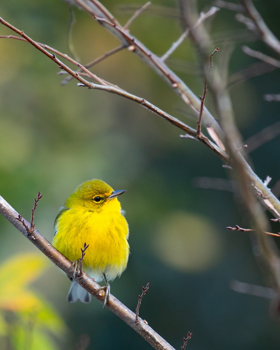 Pine Warbler - ML647384603