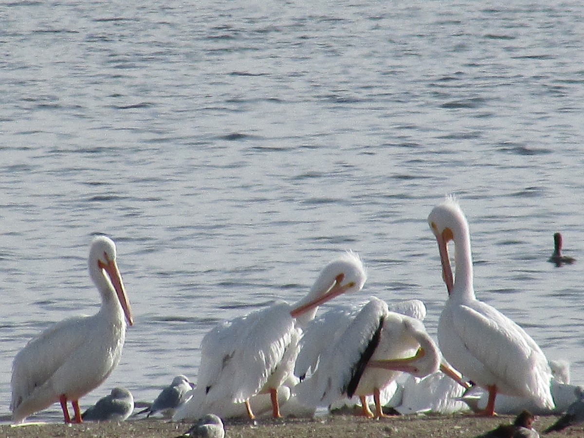 American White Pelican - ML647384604
