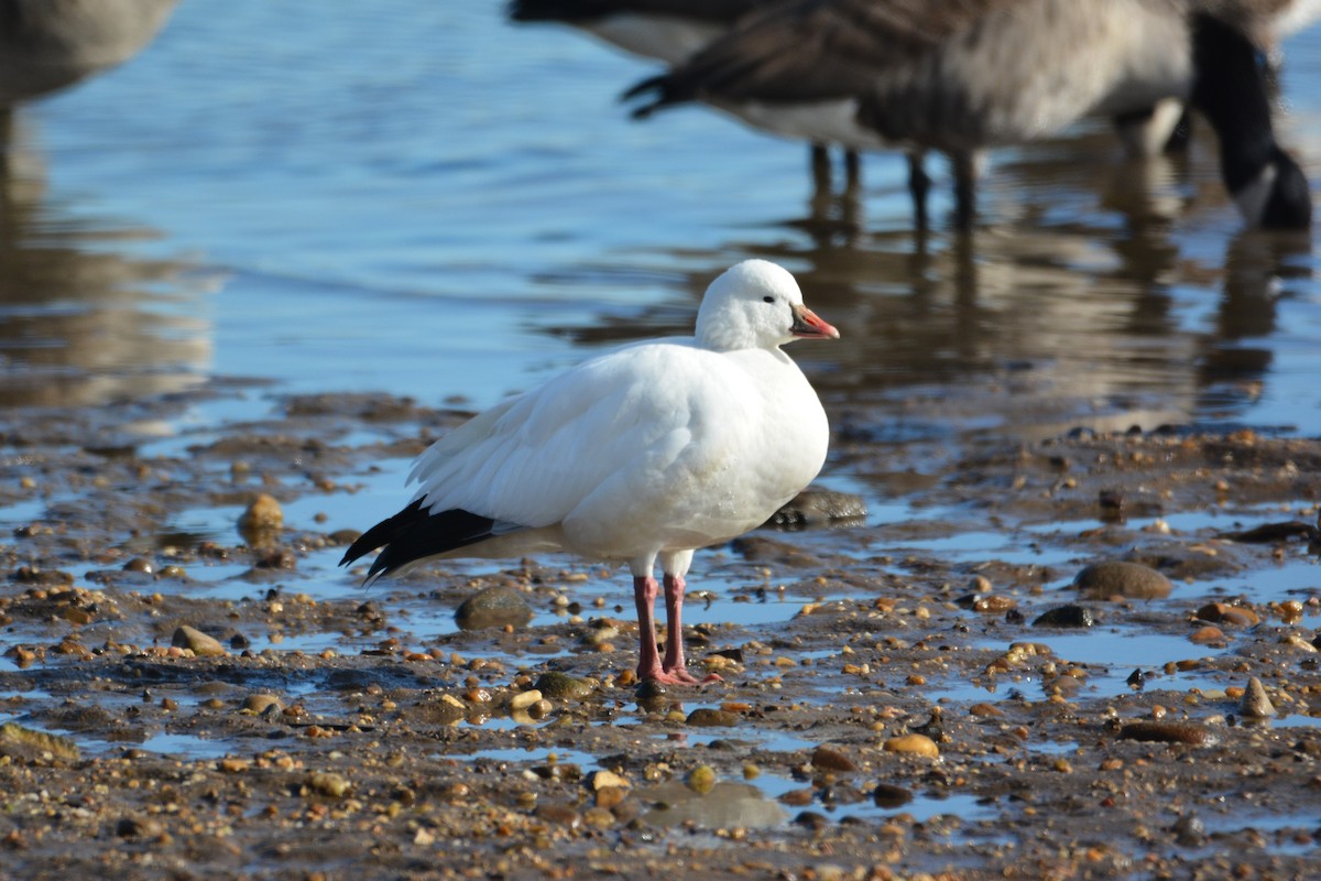 Ross's Goose - ML647384605