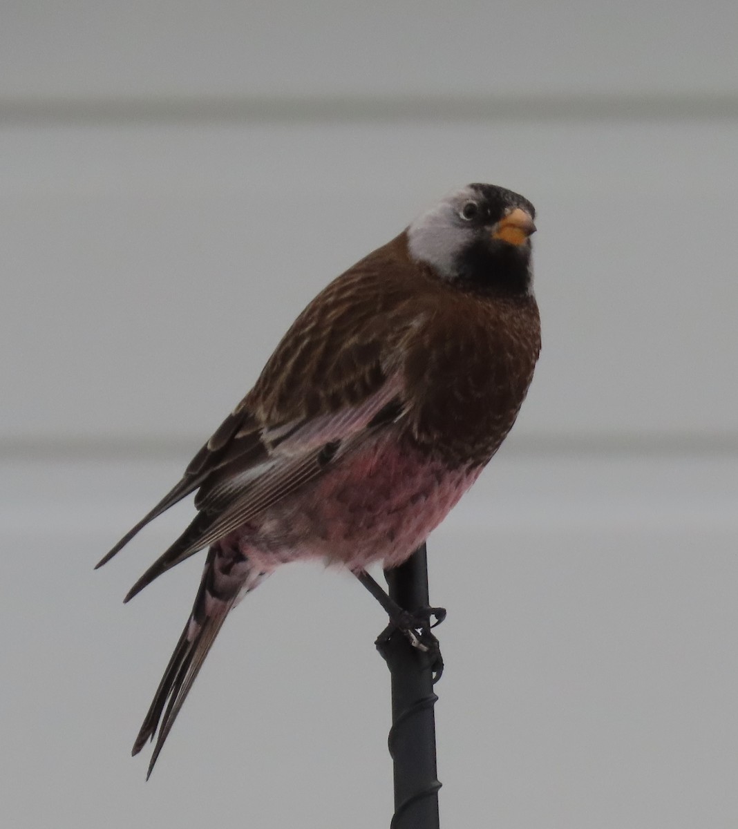 Pinzón Montano Nuquigrís (griseonucha) - ML647384606