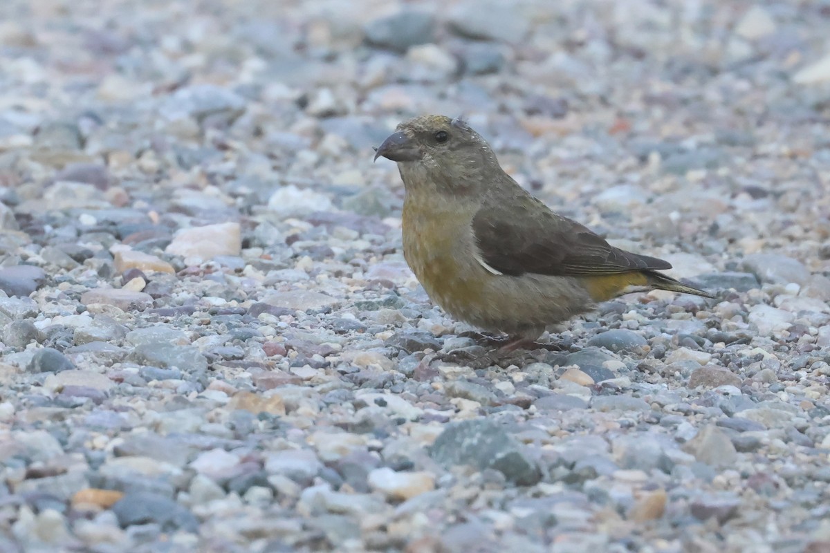 イスカ（type 5） - ML647384612