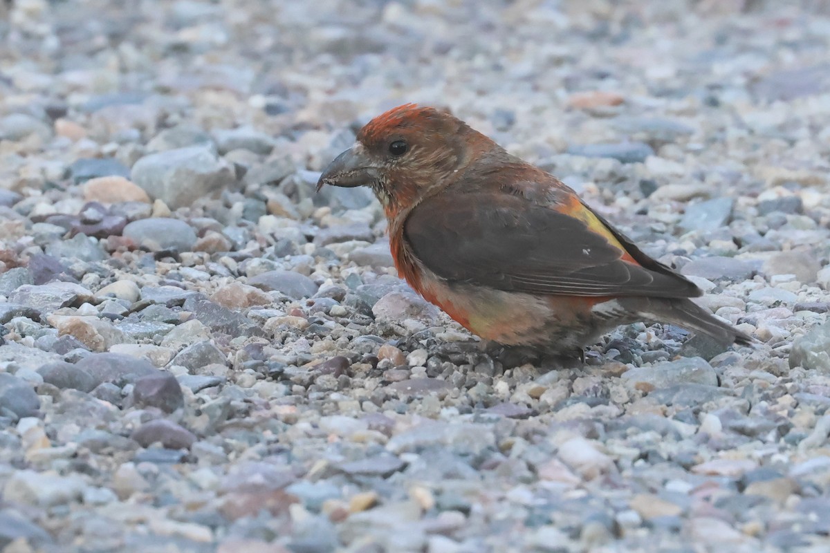 イスカ（type 5） - ML647384613