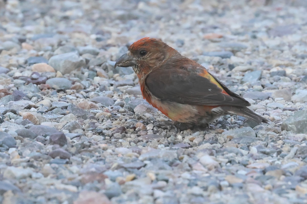 イスカ（type 5） - ML647384614