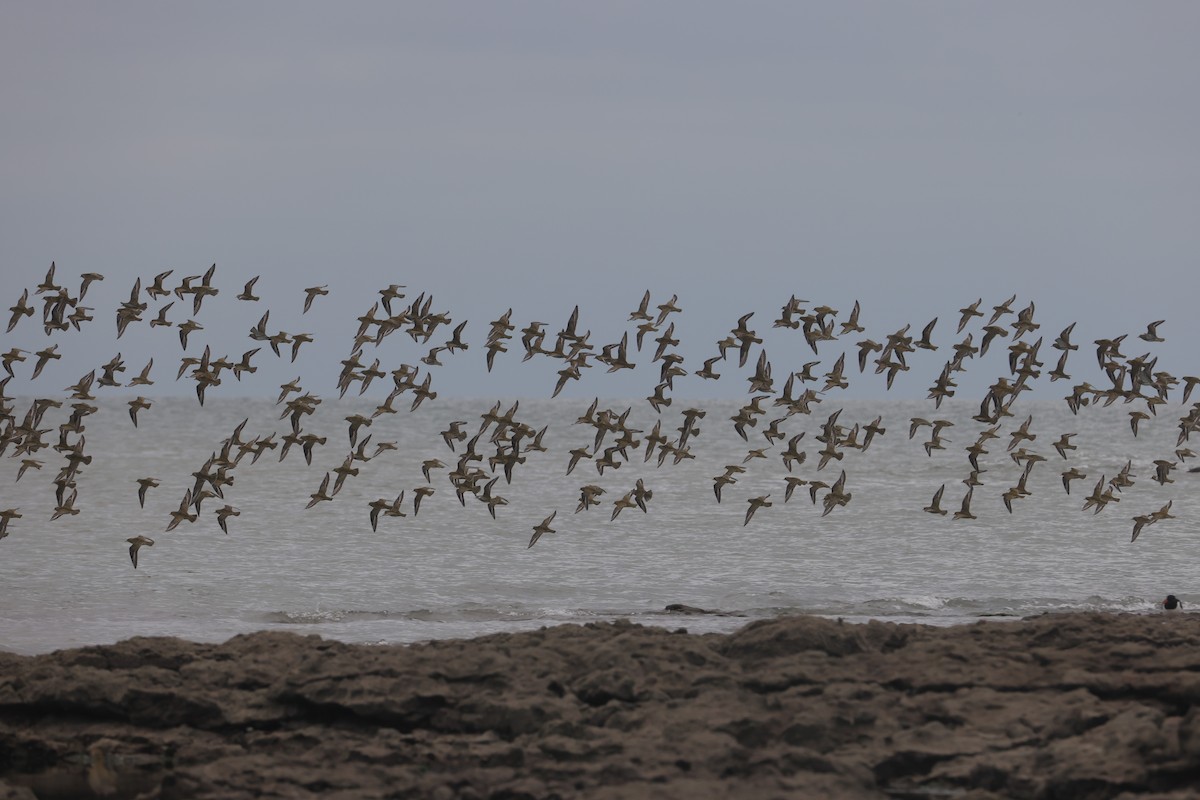 Сивка звичайна - ML647384617