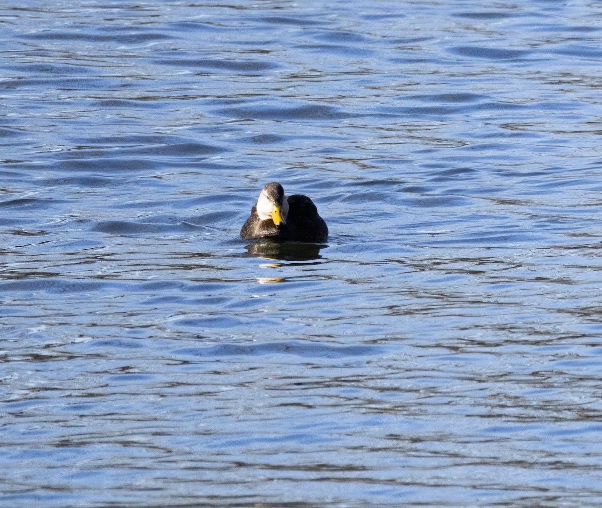 American Black Duck - ML647384621