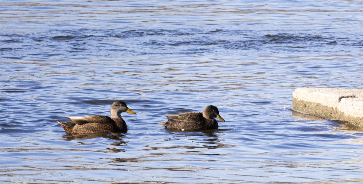 American Black Duck - ML647384623