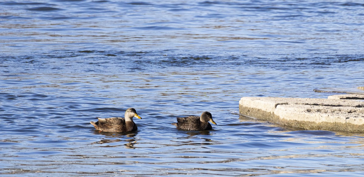 American Black Duck - ML647384624