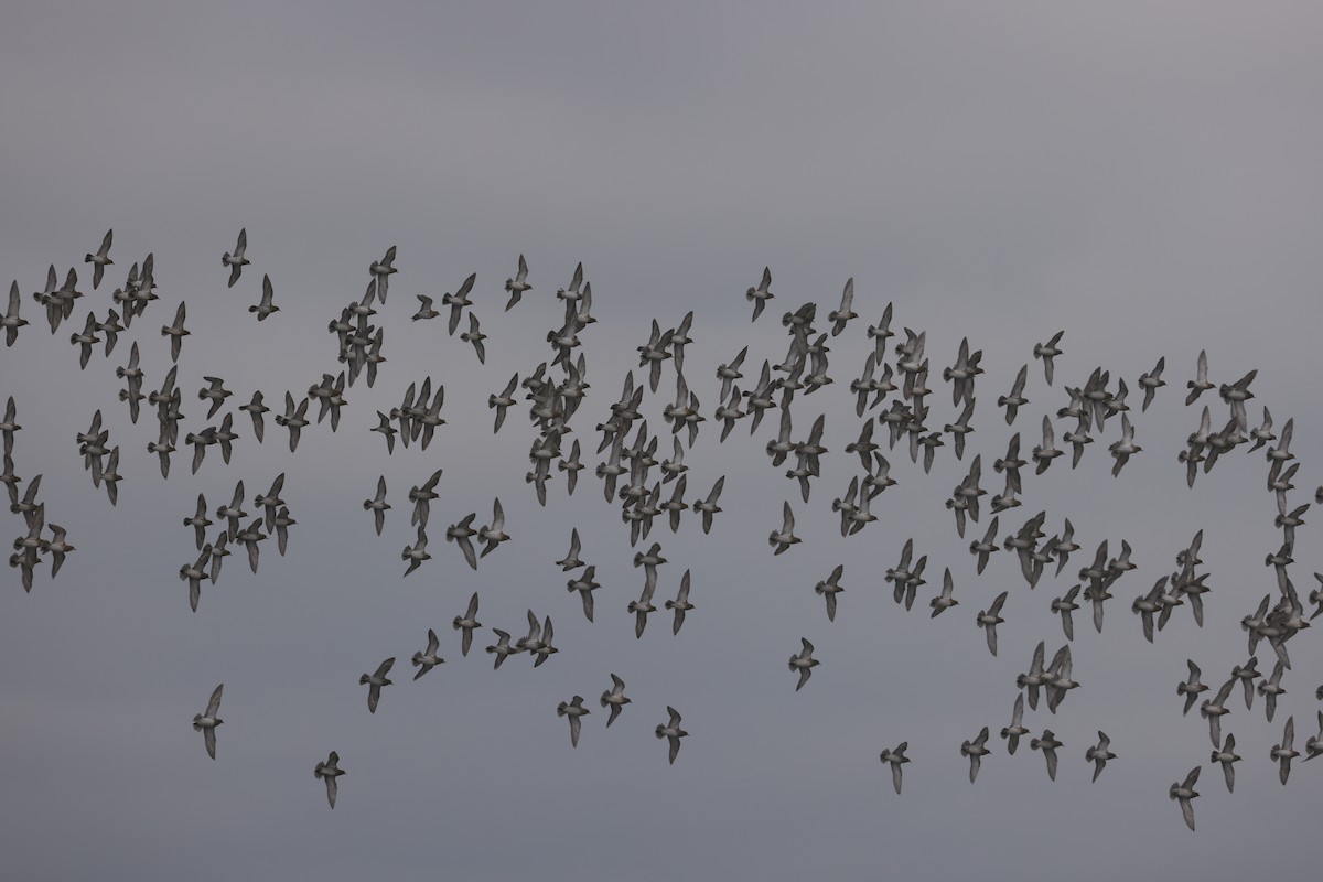 Сивка звичайна - ML647384627