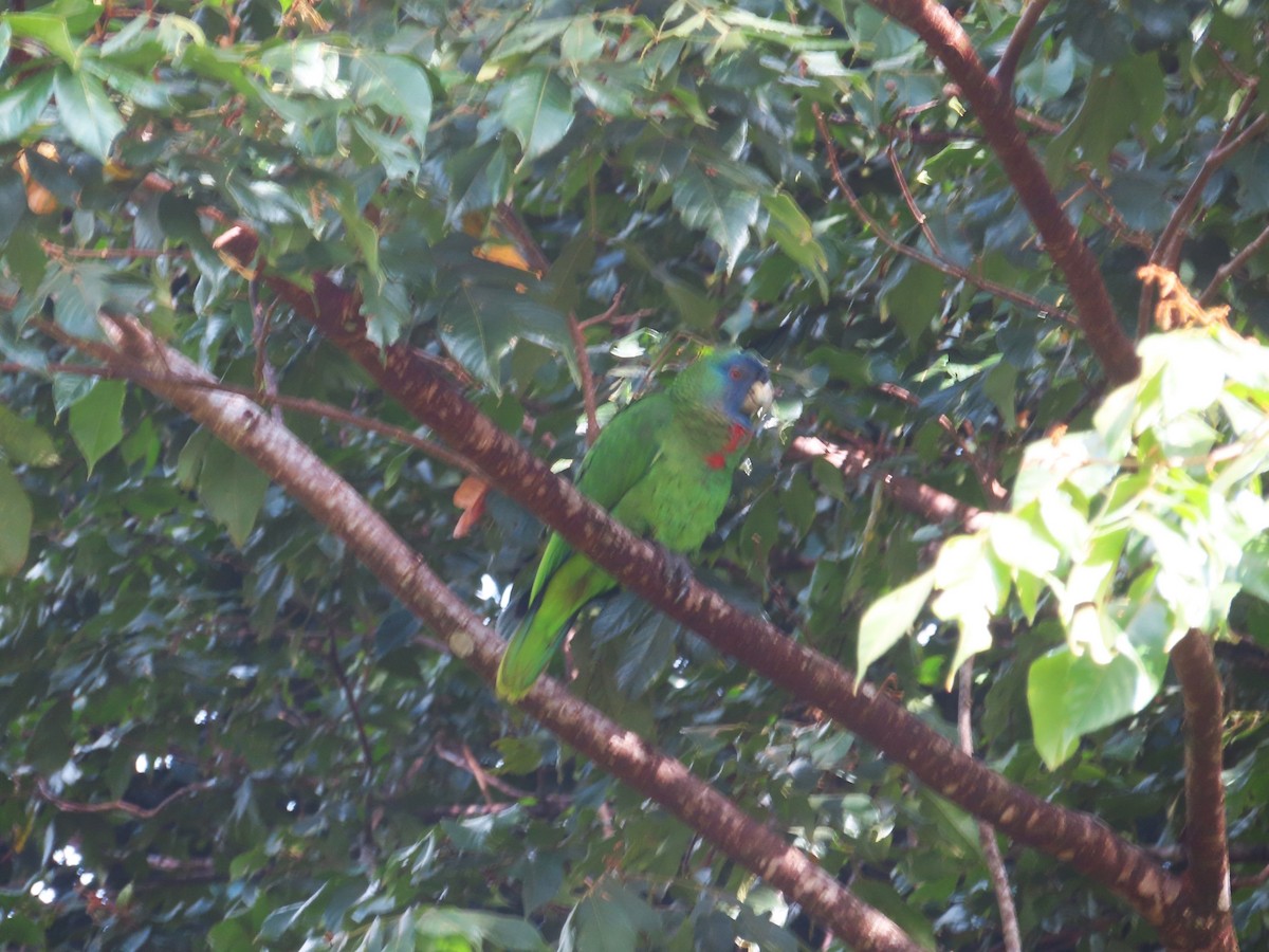 Amazone de Bouquet - ML647384633