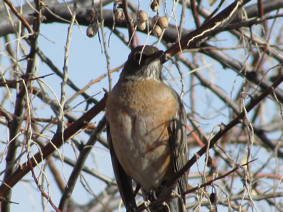 American Robin - ML647384635