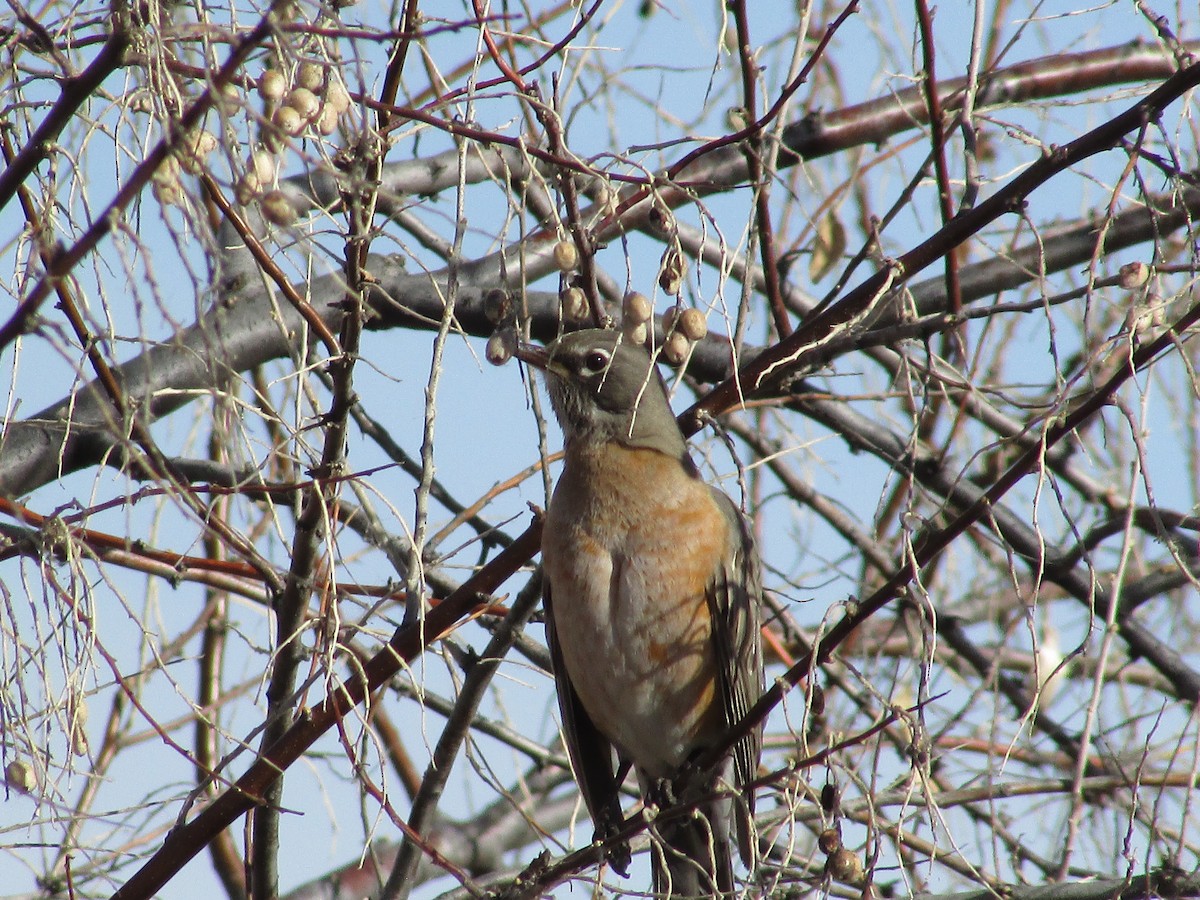 American Robin - ML647384636