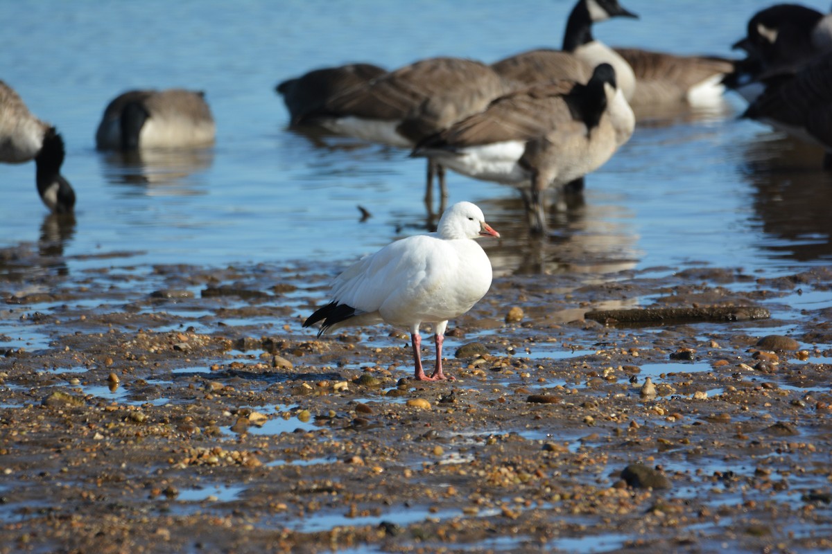 Ross's Goose - ML647384638