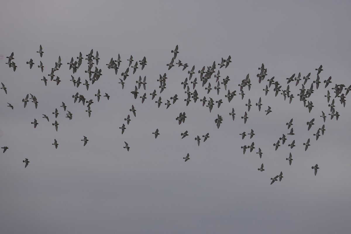 Сивка звичайна - ML647384643