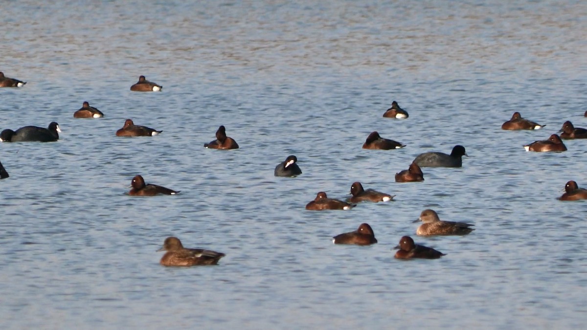 Büyük Çamurcun - ML647384644