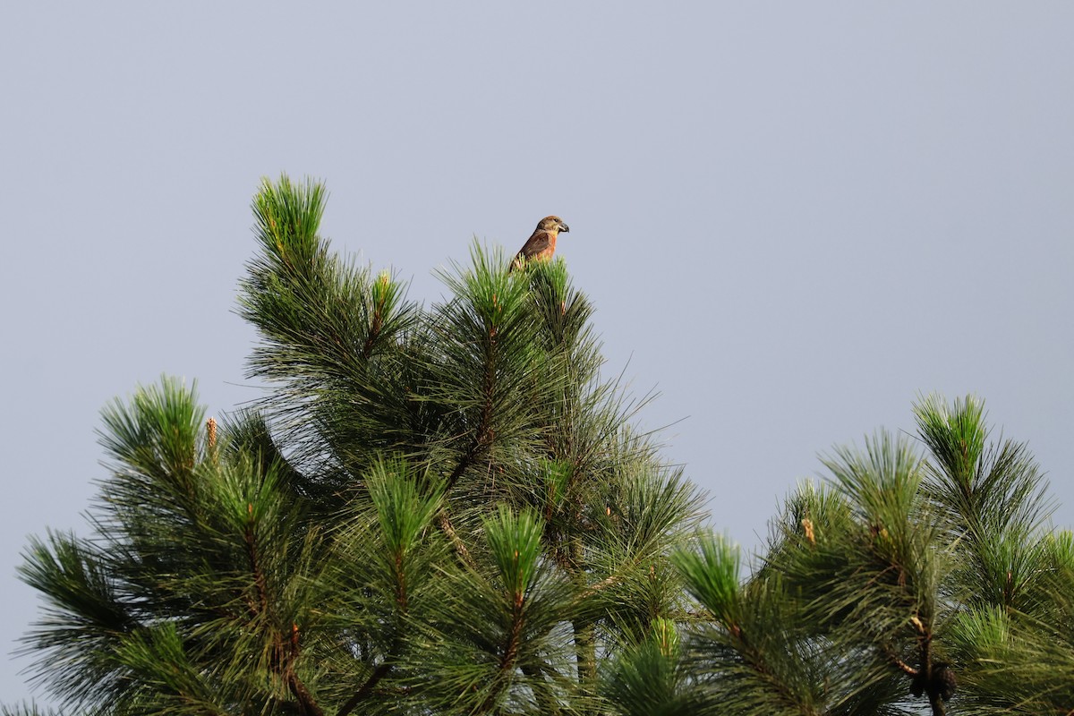 イスカ（meridionalis） - ML647384648