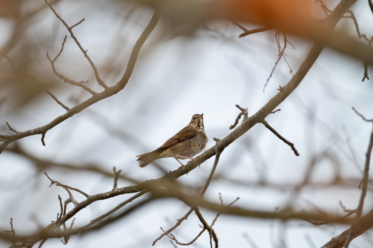 Hermit Thrush - ML647384649