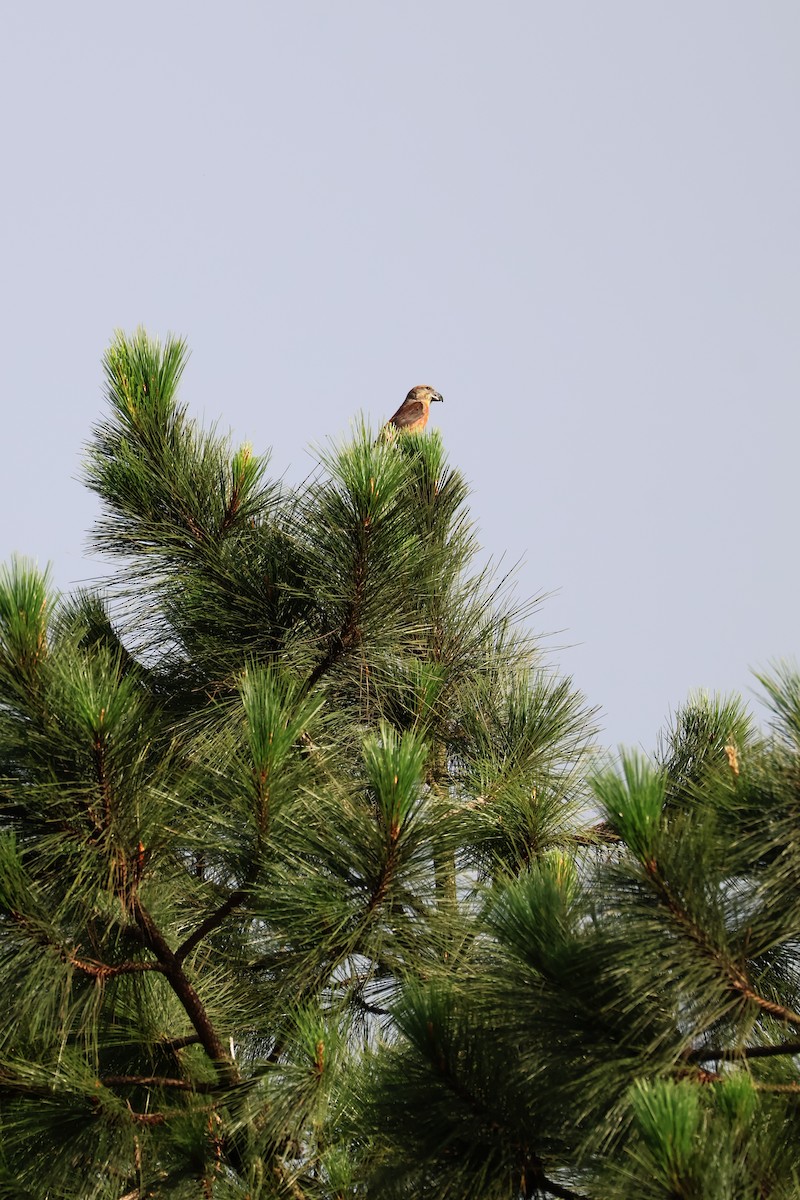 イスカ（meridionalis） - ML647384650