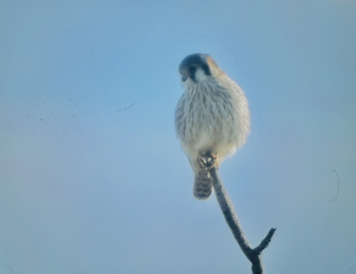 American Kestrel - ML647384654