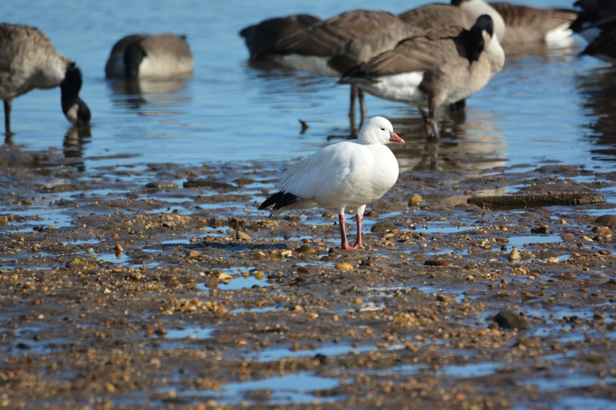 Ross's Goose - ML647384656