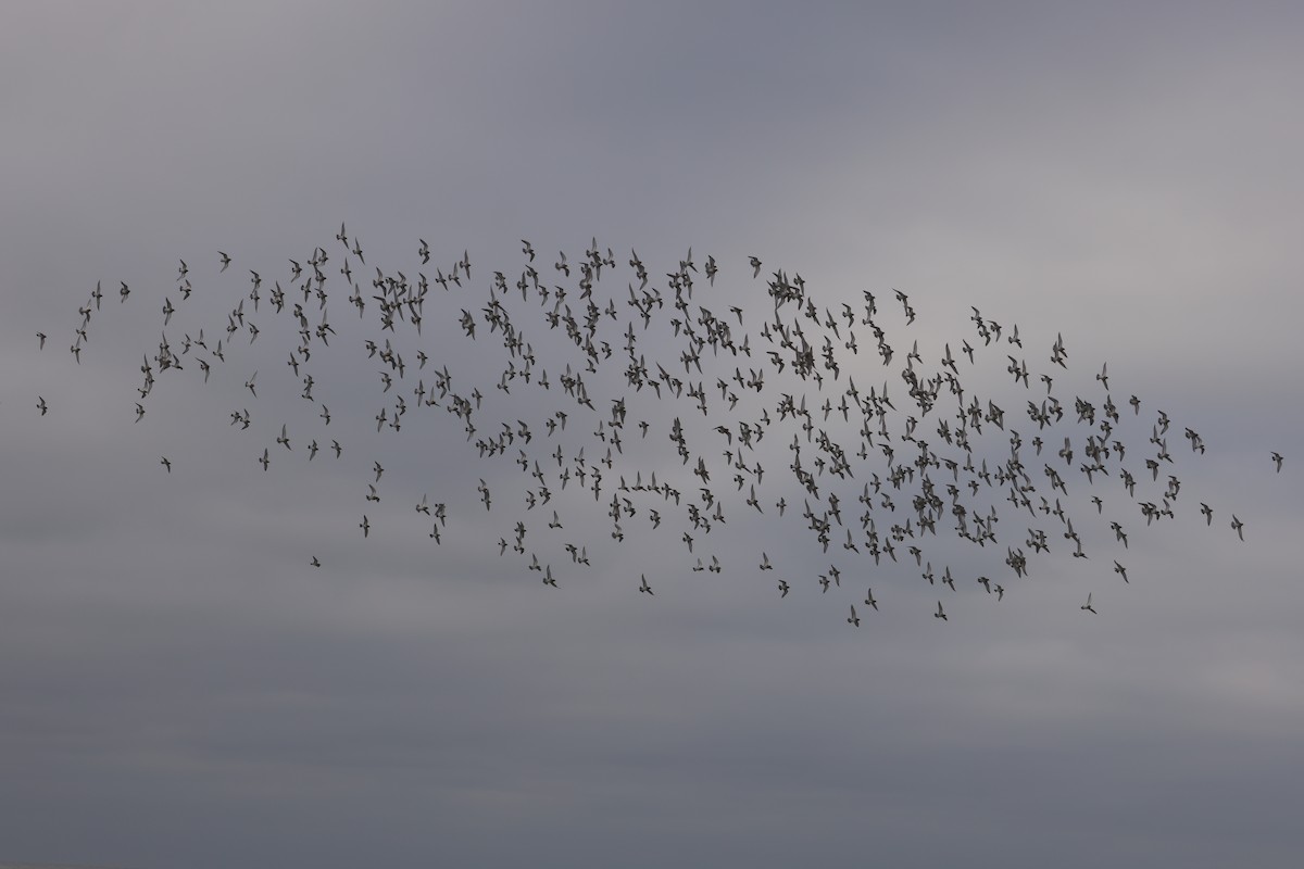 Сивка звичайна - ML647384672