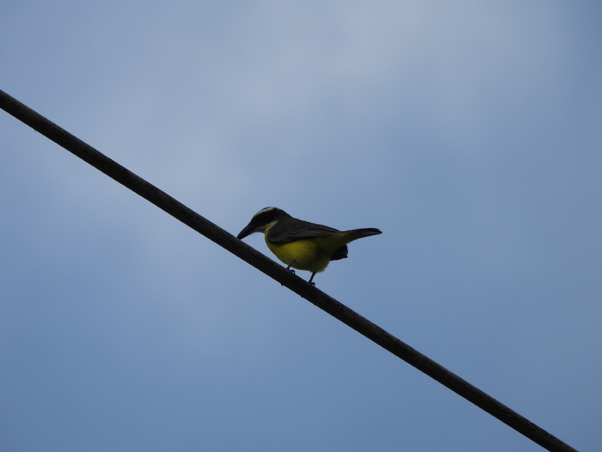 Boat-billed Flycatcher - ML647384673